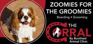 A dog is sitting in front of the words " zoomies on the ground boarding dogs."